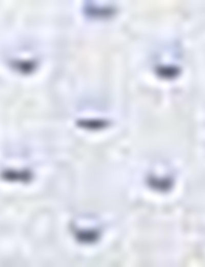 17692 White US POLO ASSN Shirt